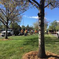 Arbor Day and Median Plantings 2019