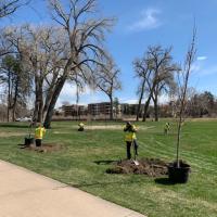 Forestry staff planting trees 