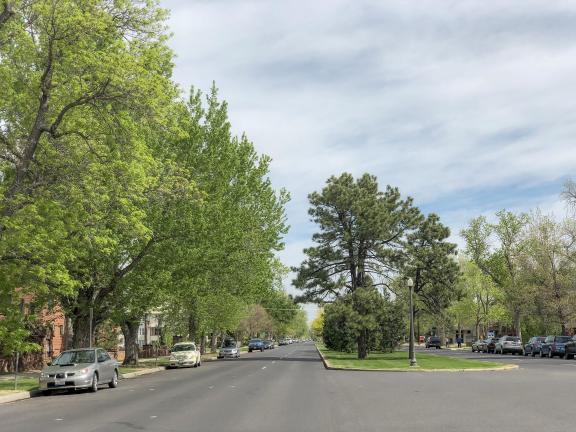 trees lining a street and median