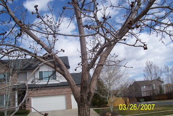 Ask tree with three large branches coming from the trunk