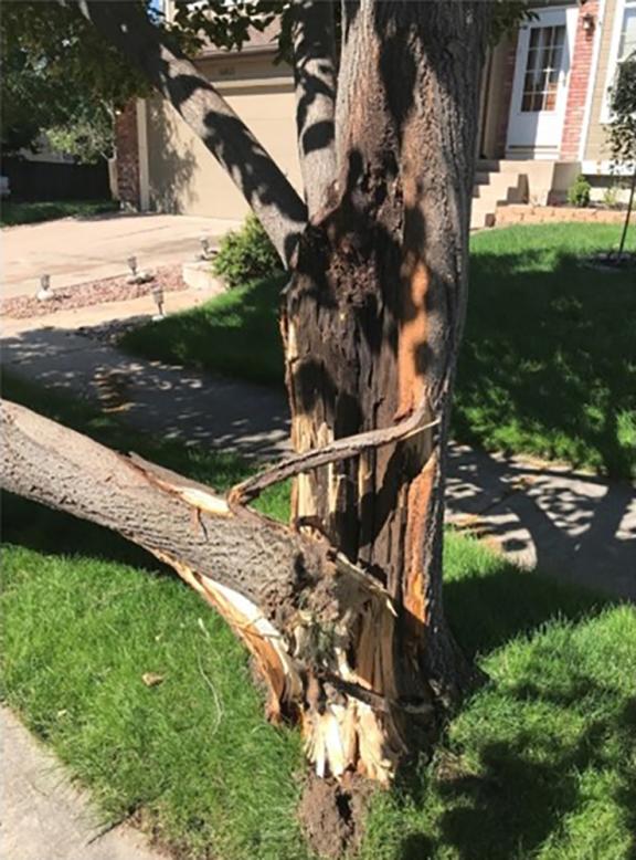 tree split at the trunk