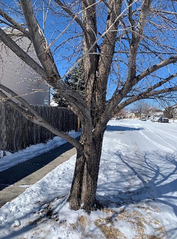 tree trunk starting to split