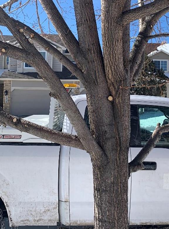 tree with two trunks