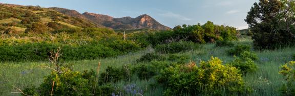 Blodgett Open Space