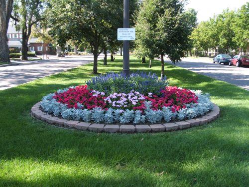 Flowers in bloom Cascade Willie