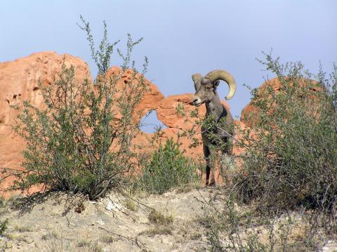 A bighorn sheep stands in front of Kissing Camels in Garden of the Gods Park. Photo taken by Bret Tennis.