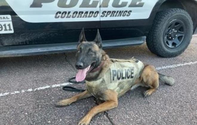 K9 Jovi