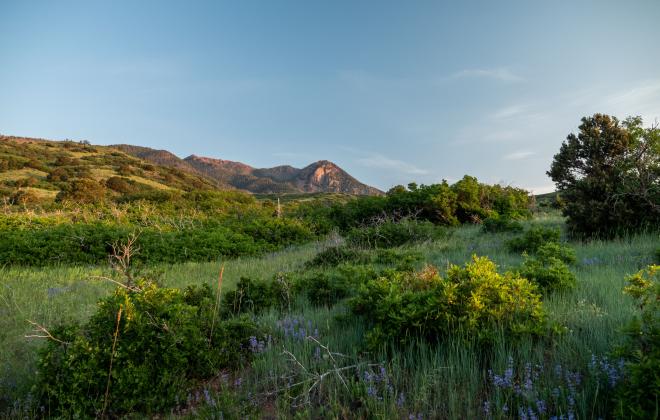 Blodgett Open Space