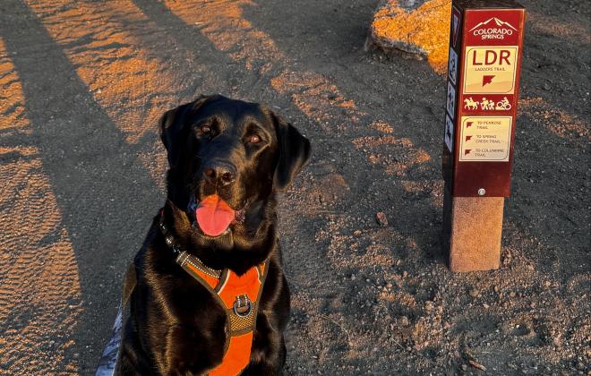 A photo of a dog at Ladder's trail