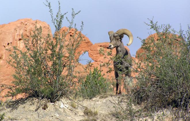 A bighorn sheep stands in front of Kissing Camels in Garden of the Gods Park. Photo taken by Bret Tennis.