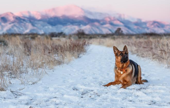 Dog sitting in the snow with Pikes Peak in the background