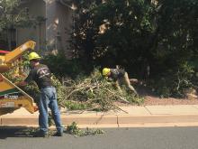 Wildfire mitigation chipping crew putting branches in chipper